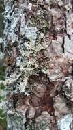 Image of globe ball lichen