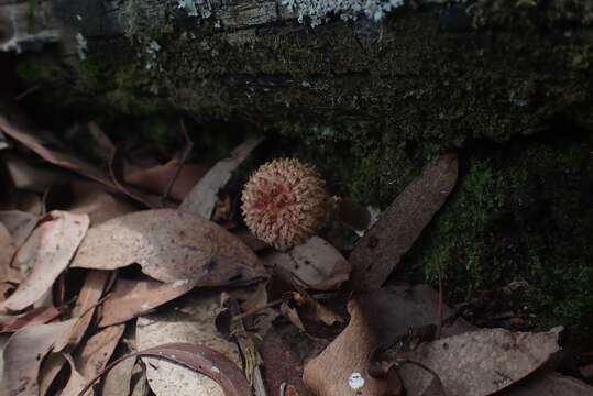 Image of Boletellus deceptivus Halling & N. A. Fechner 2015