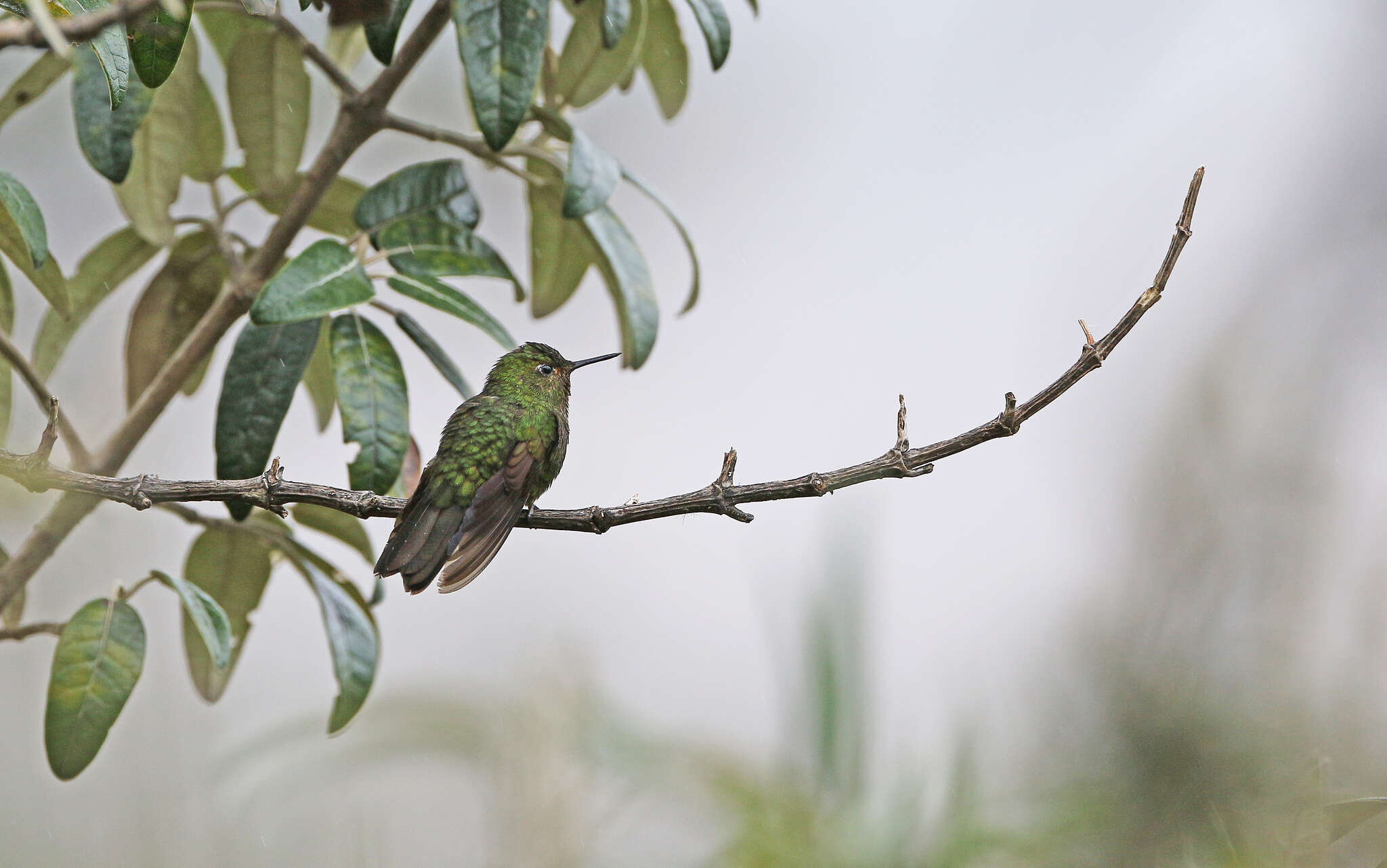 Image of Viridian Metaltail