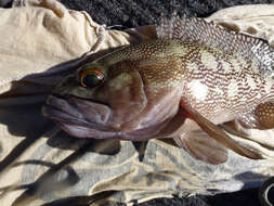 Image of Speckled-fin Rockcod