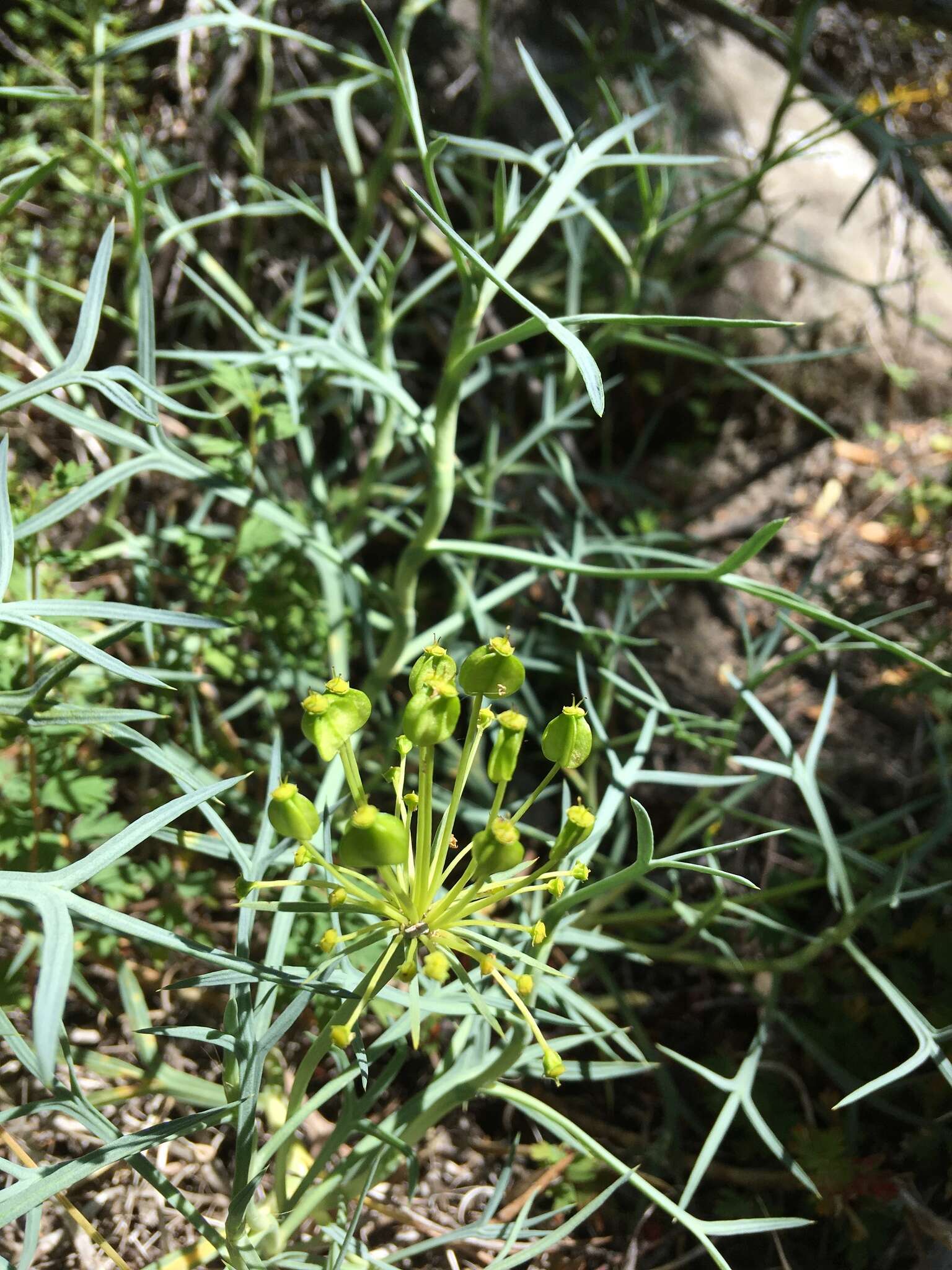 Imagem de Azorella prolifera (Cav.) G. M. Plunkett & A. N. Nicolas