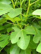 Imagem de Ficus carica L.