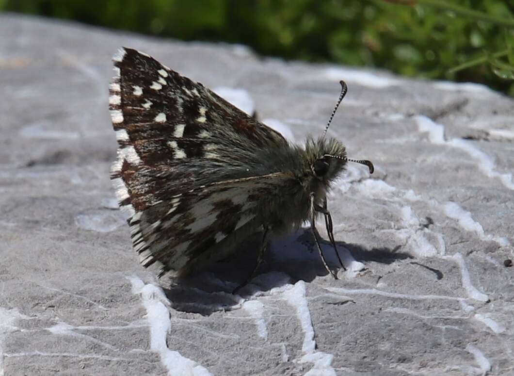 Image of Alpine Grizzled Skipper