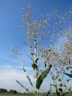 Image of prickly lettuce