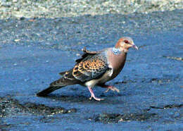 Image of Oriental Turtle Dove