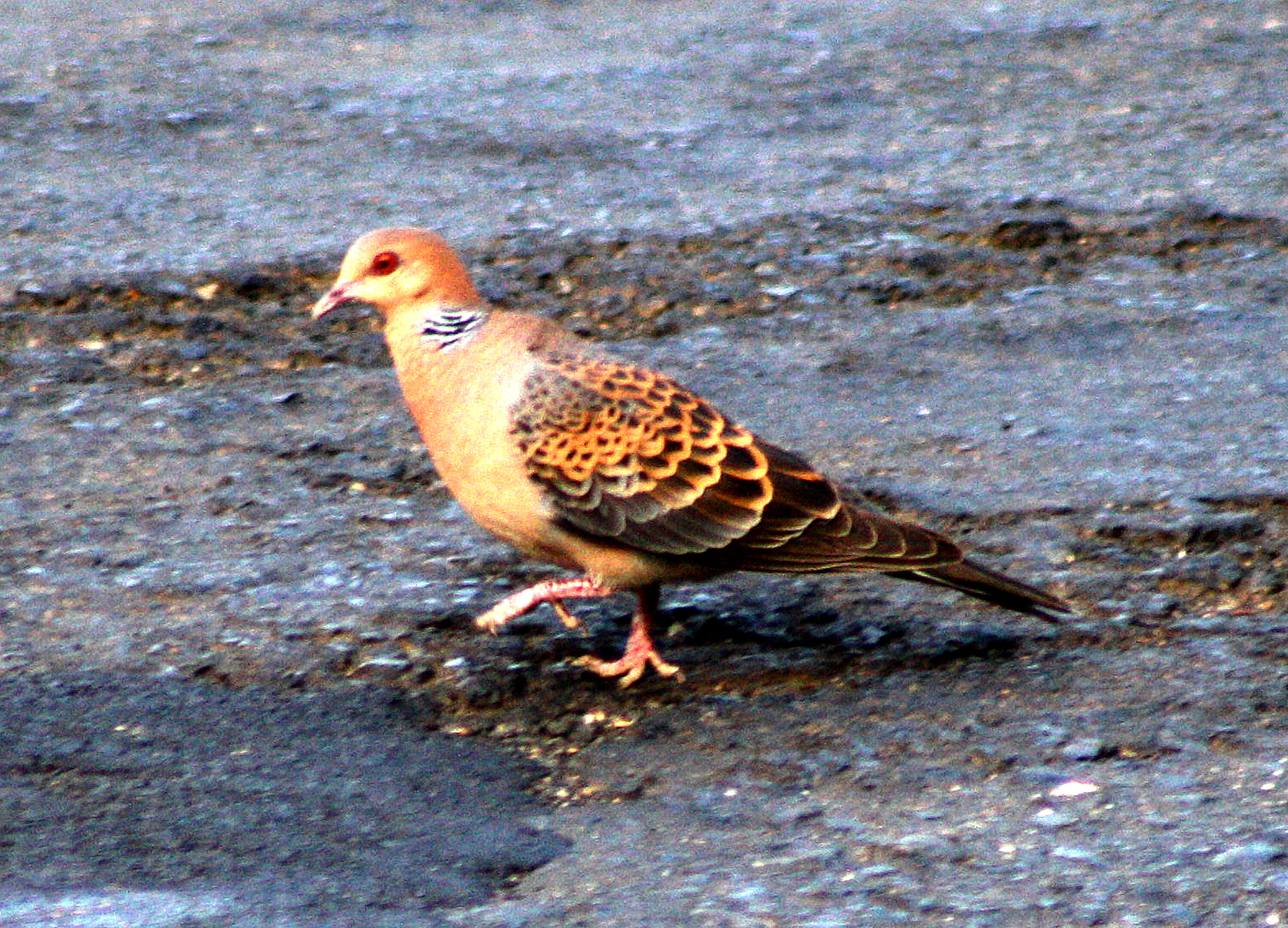 Image of Oriental Turtle Dove