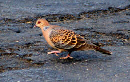 Image of Oriental Turtle Dove