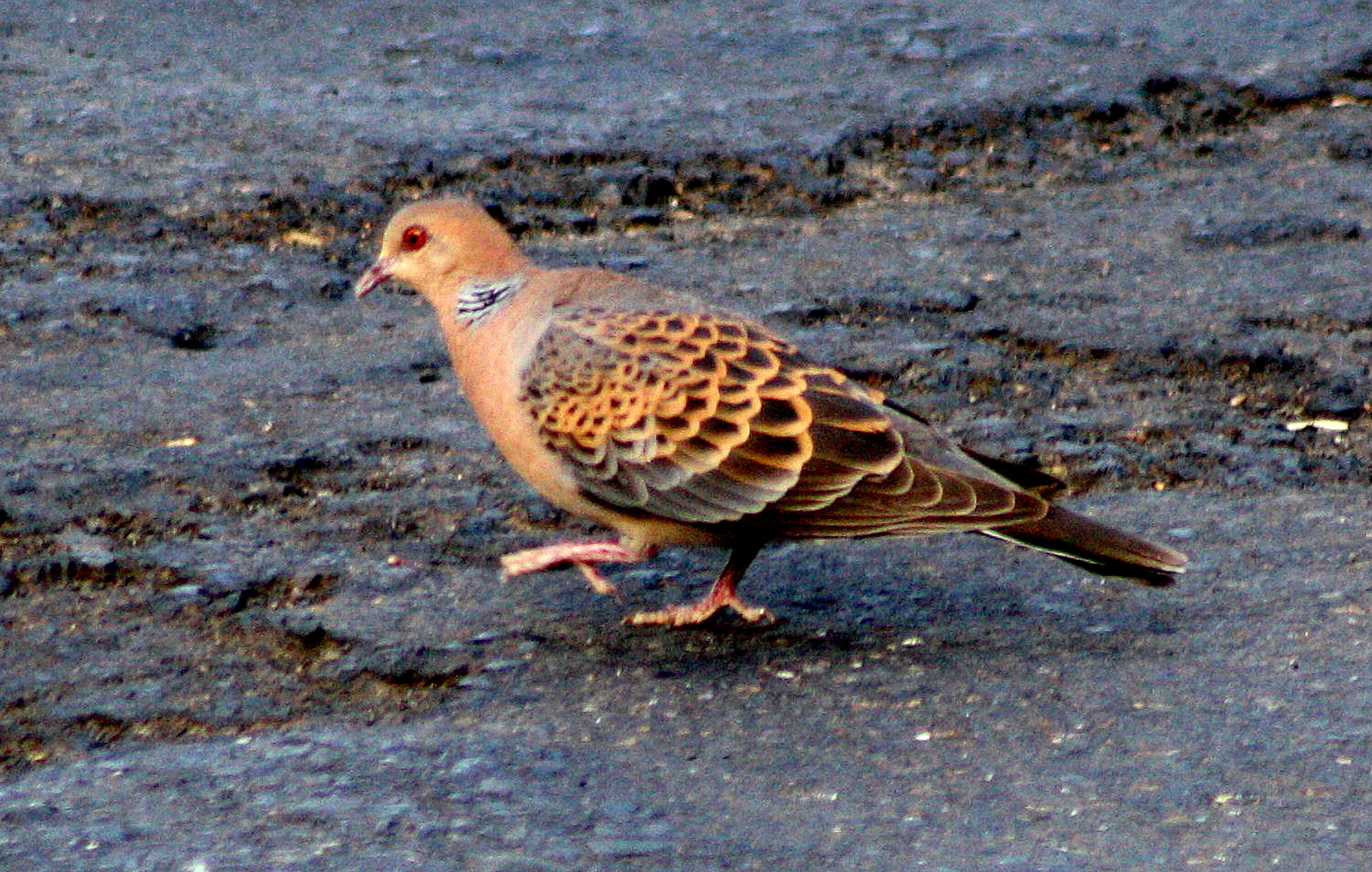 Image of Oriental Turtle Dove