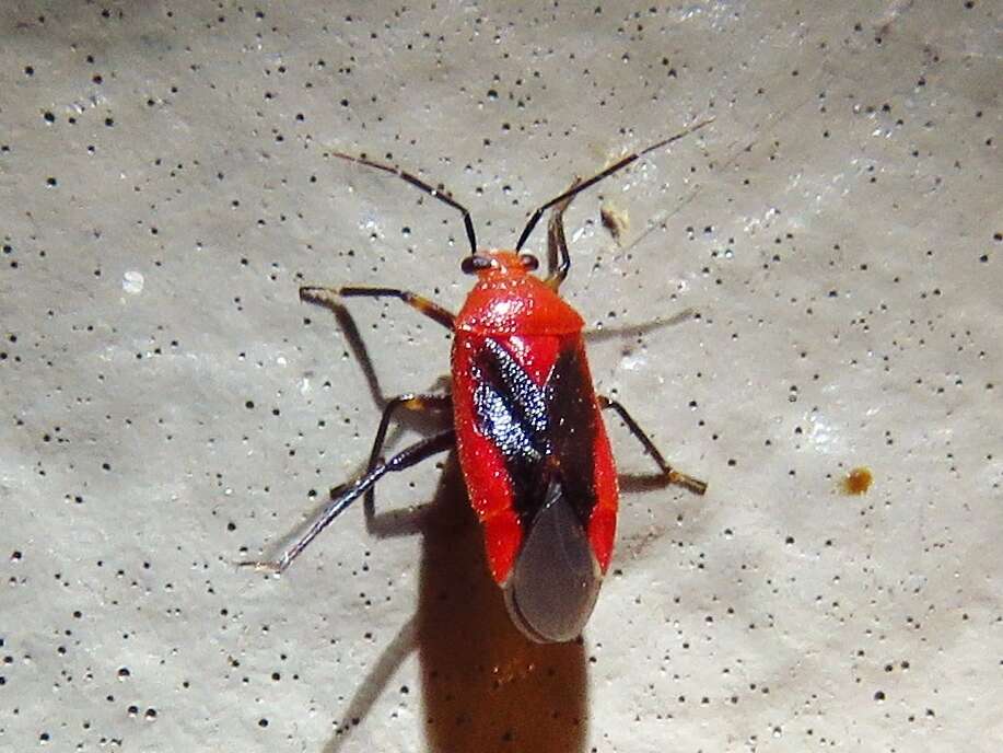 Tropidosteptes cardinalis Uhler 1878的圖片