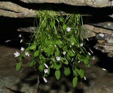 Image of Claytonia arkansana Yatsk., R. Evans & Witsell