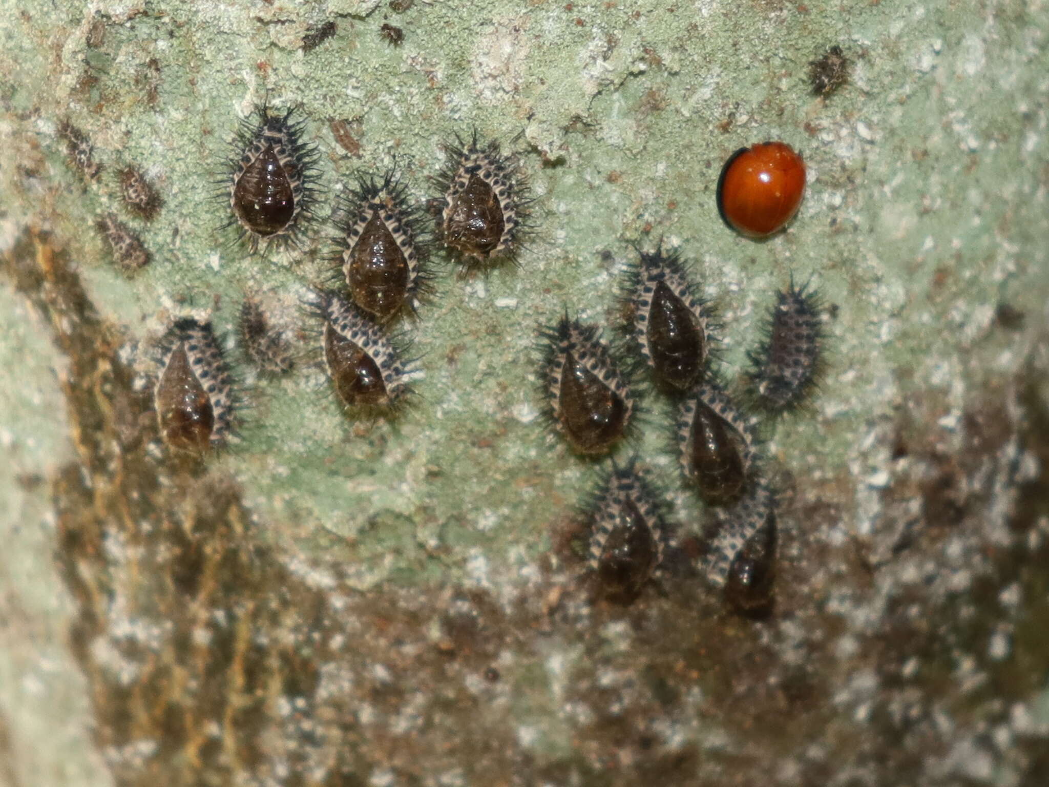 Image of Lady beetle