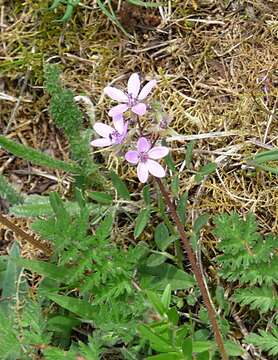 Imagem de Erodium cicutarium (L.) L'Her.