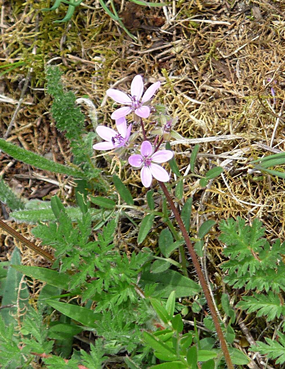 Image of Common Stork's-bill