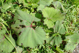 Image of Petasites formosanus Kitam.