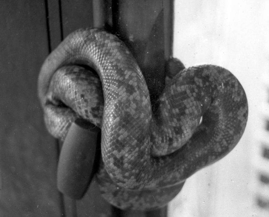 Image of African burrowing python