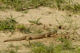 Image of Hardwick's spiny-tailed lizard