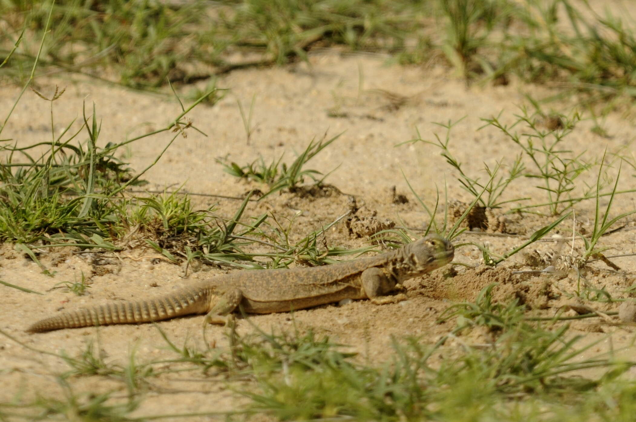 Image of Hardwick's spiny-tailed lizard