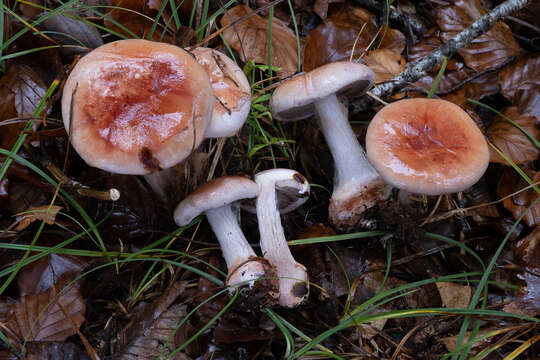 Image of Cortinarius rufo-olivaceus (Pers.) Fr. 1838