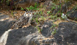 Image of Indian Eagle-Owl