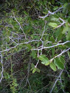 Image of Texan hogplum