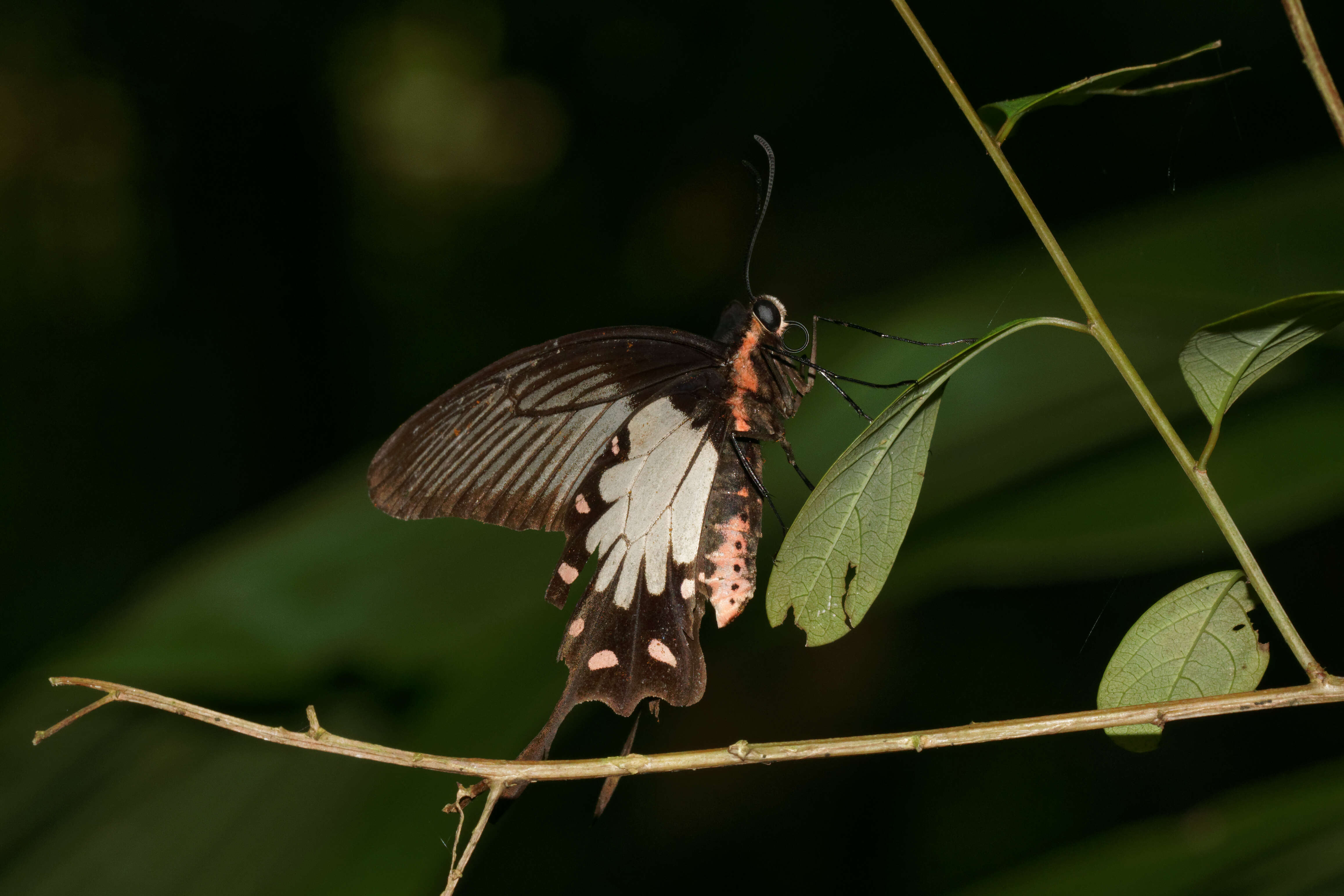 Image of Pachliopta pandiyana (Moore 1881)