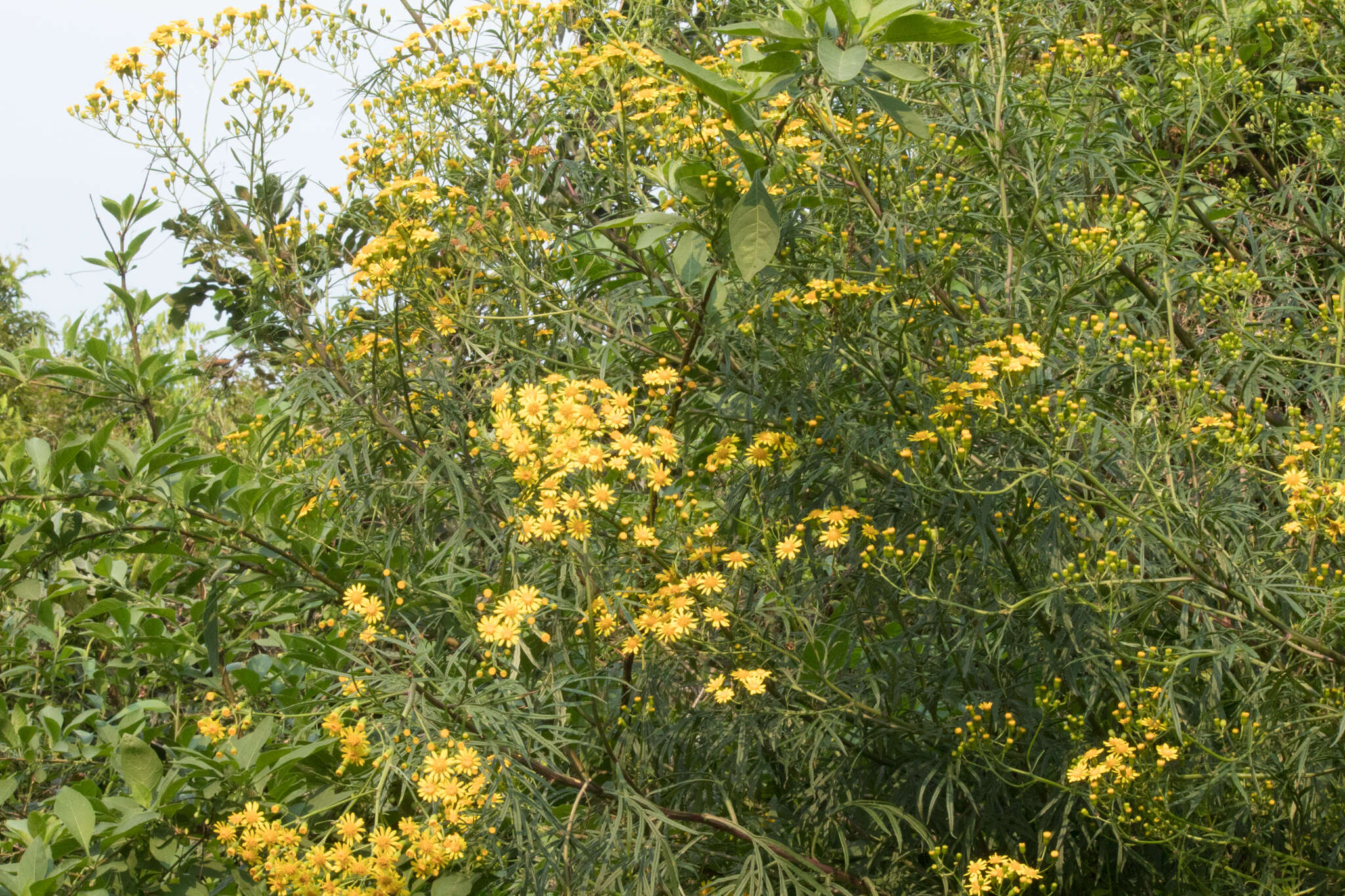 Sivun Senecio brasiliensis (Spreng.) Less. kuva