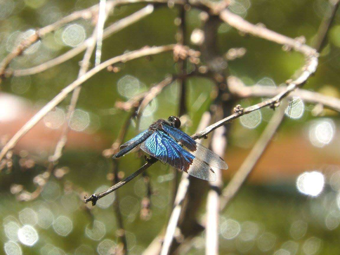 Image of Rhyothemis resplendens Selys 1878