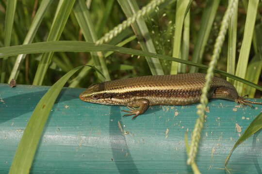 صورة Eutropis carinata (Schneider 1801)