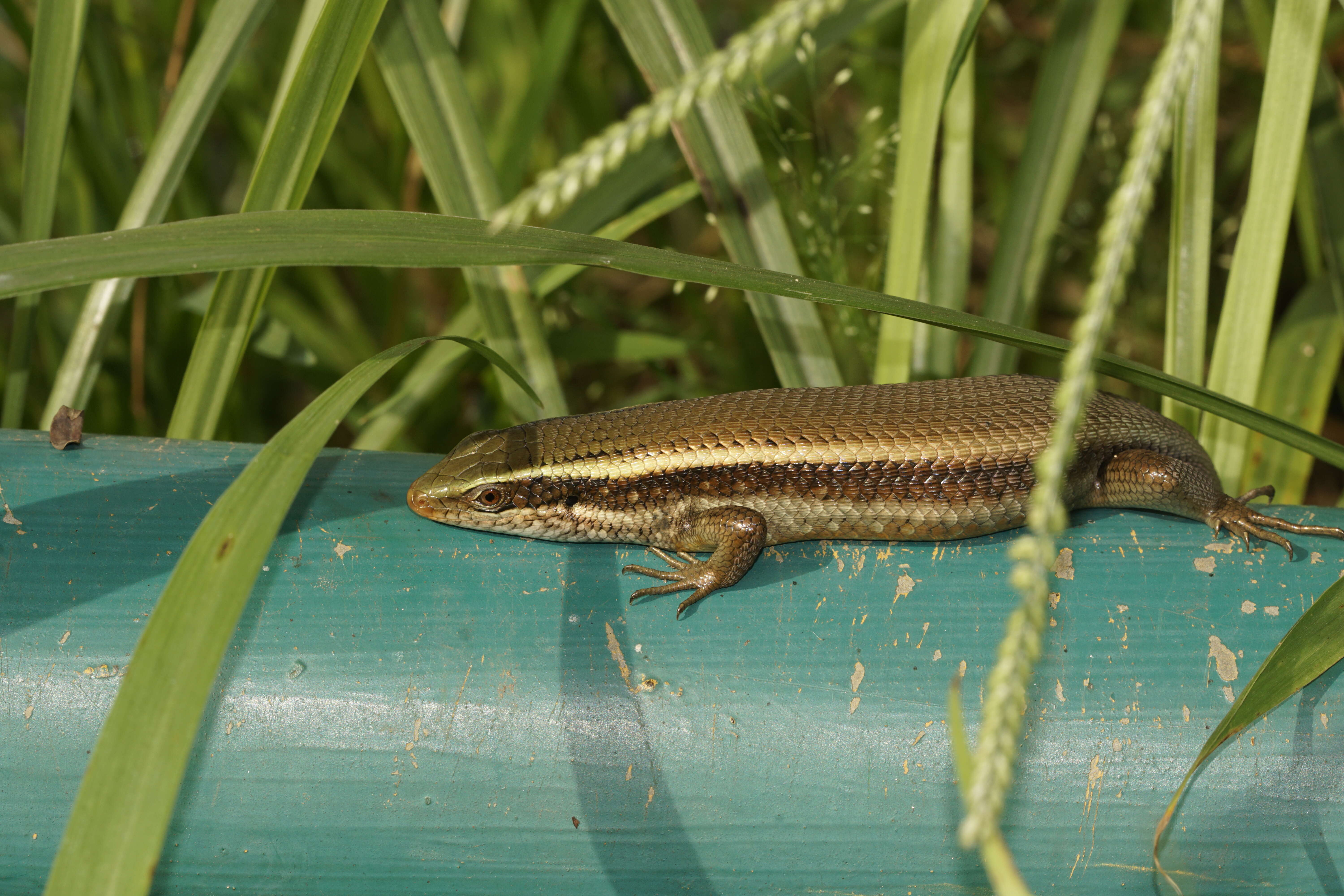 Imagem de Eutropis carinata (Schneider 1801)