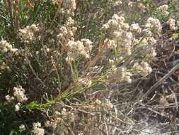 Image of Arizona baccharis