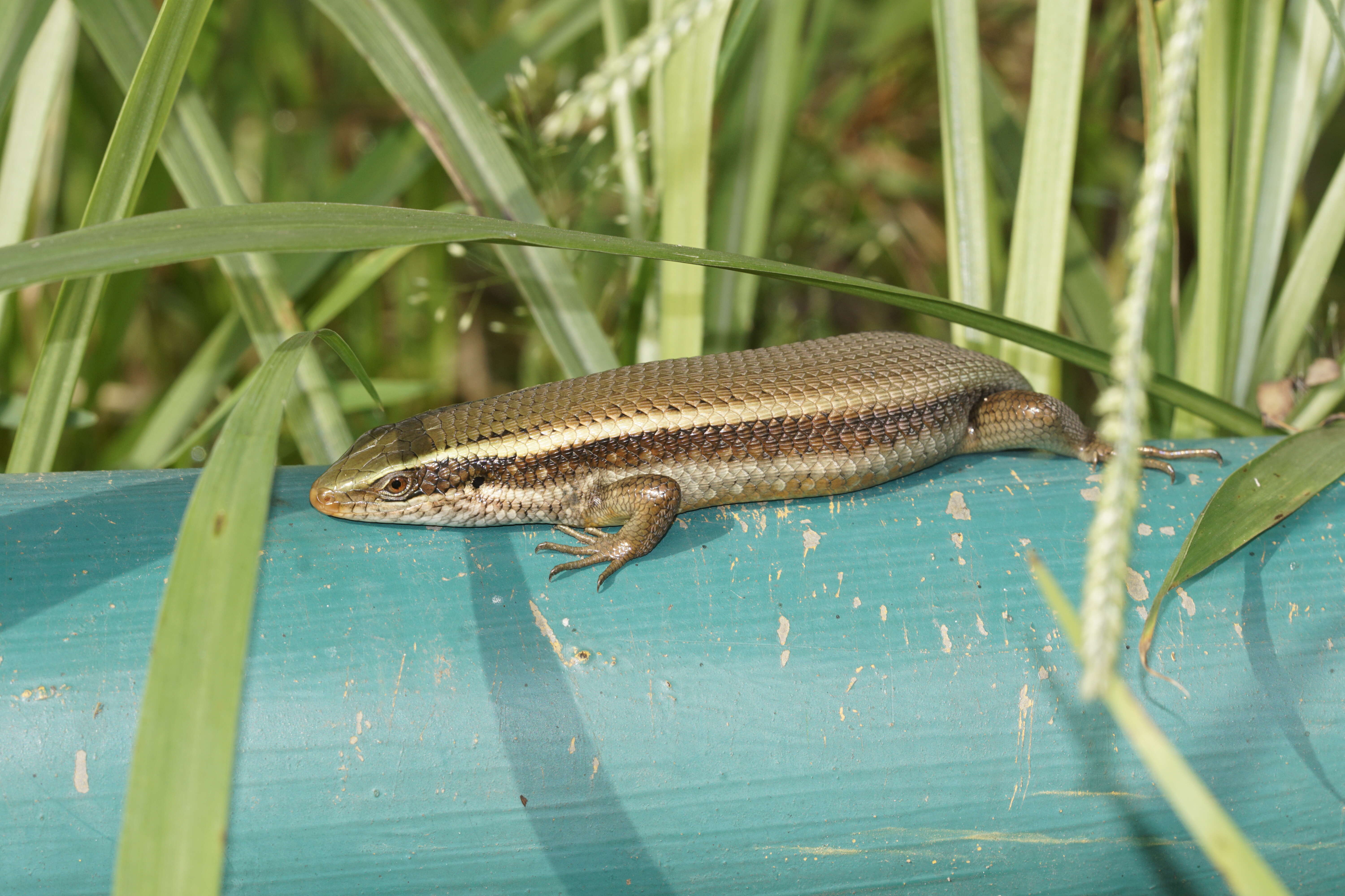 Imagem de Eutropis carinata (Schneider 1801)