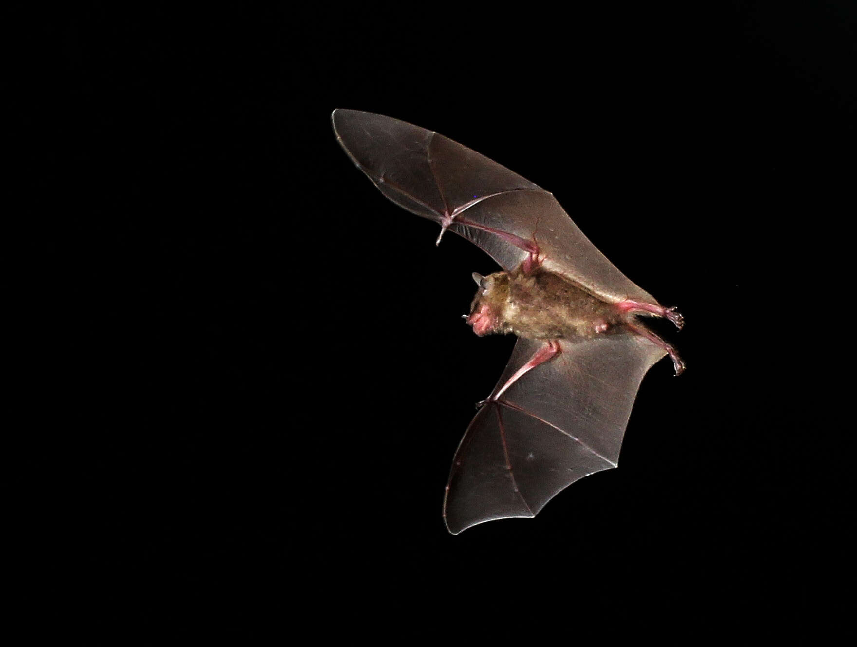 Image of Tilda's Yellow-shouldered Bat