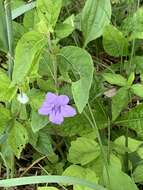 صورة Ruellia purshiana Fern.