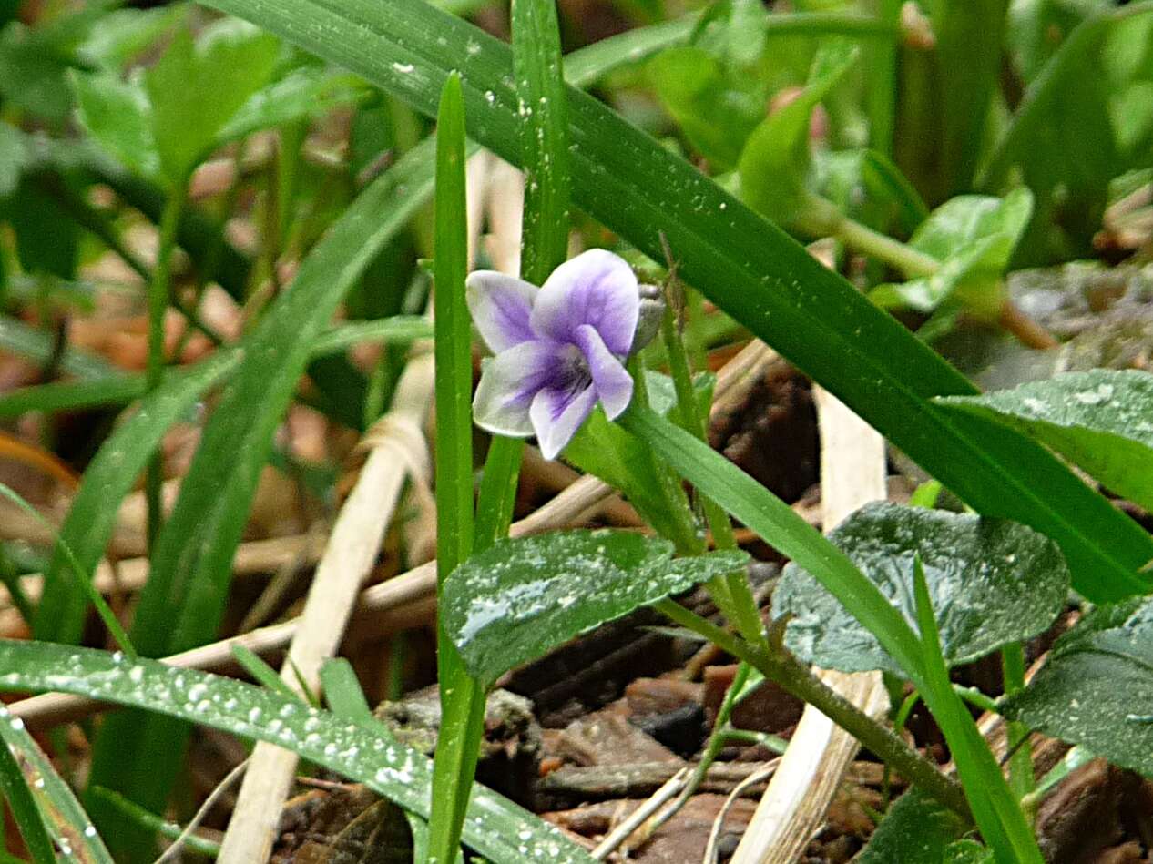 Image of marsh violet