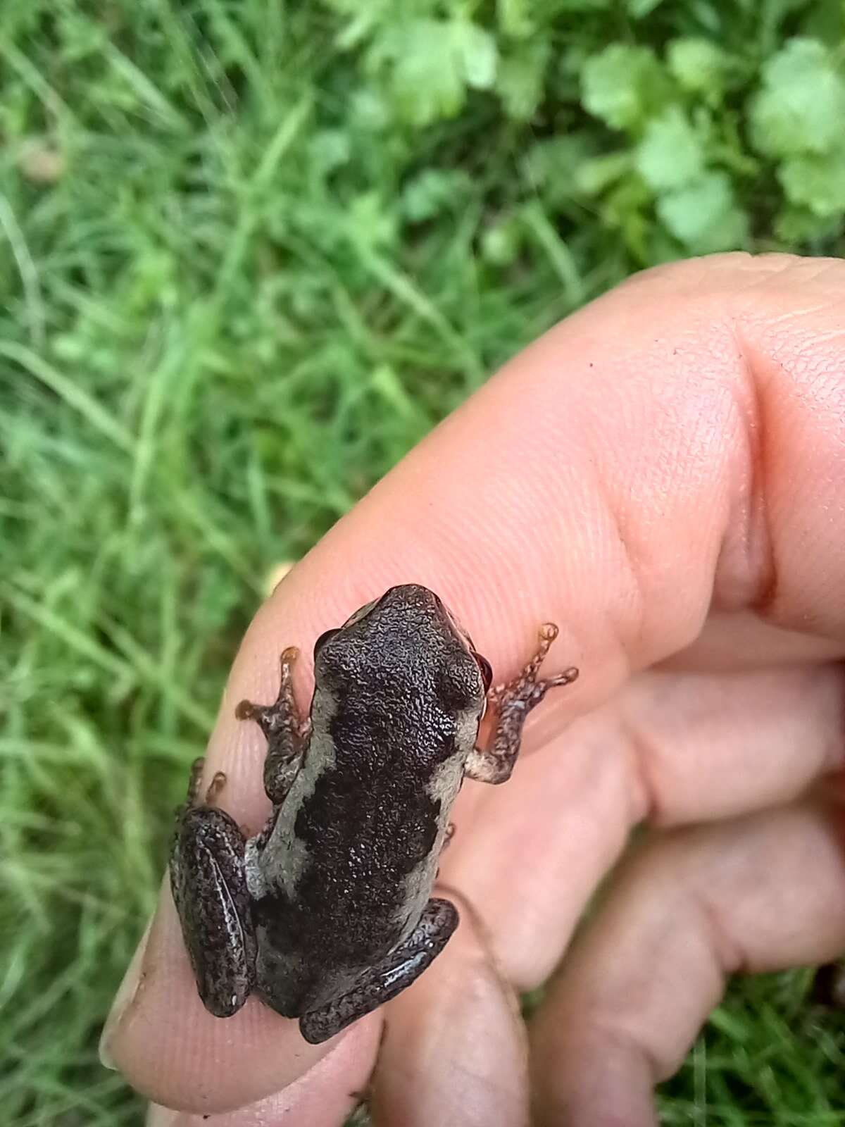 Image of Litoria quiritatus