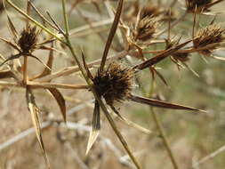 Image of field eryngo