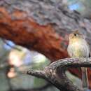 Imagem de Empidonax occidentalis hellmayri Brodkorb 1935