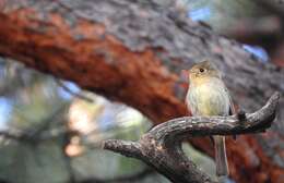 Image of Empidonax occidentalis hellmayri Brodkorb 1935