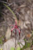 Image de Caladenia filifera Lindl.