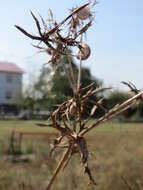 Eryngium campestre L. resmi