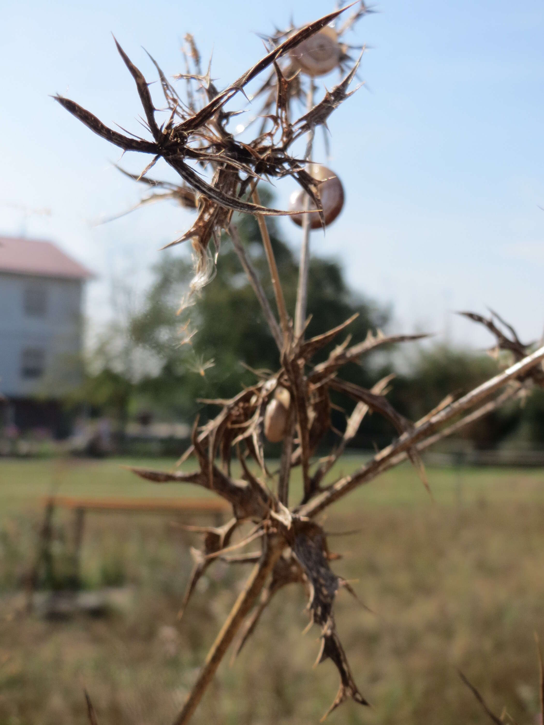 Eryngium campestre L. resmi