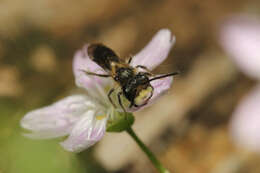 Andrena anisochlora Cockerell 1936 resmi