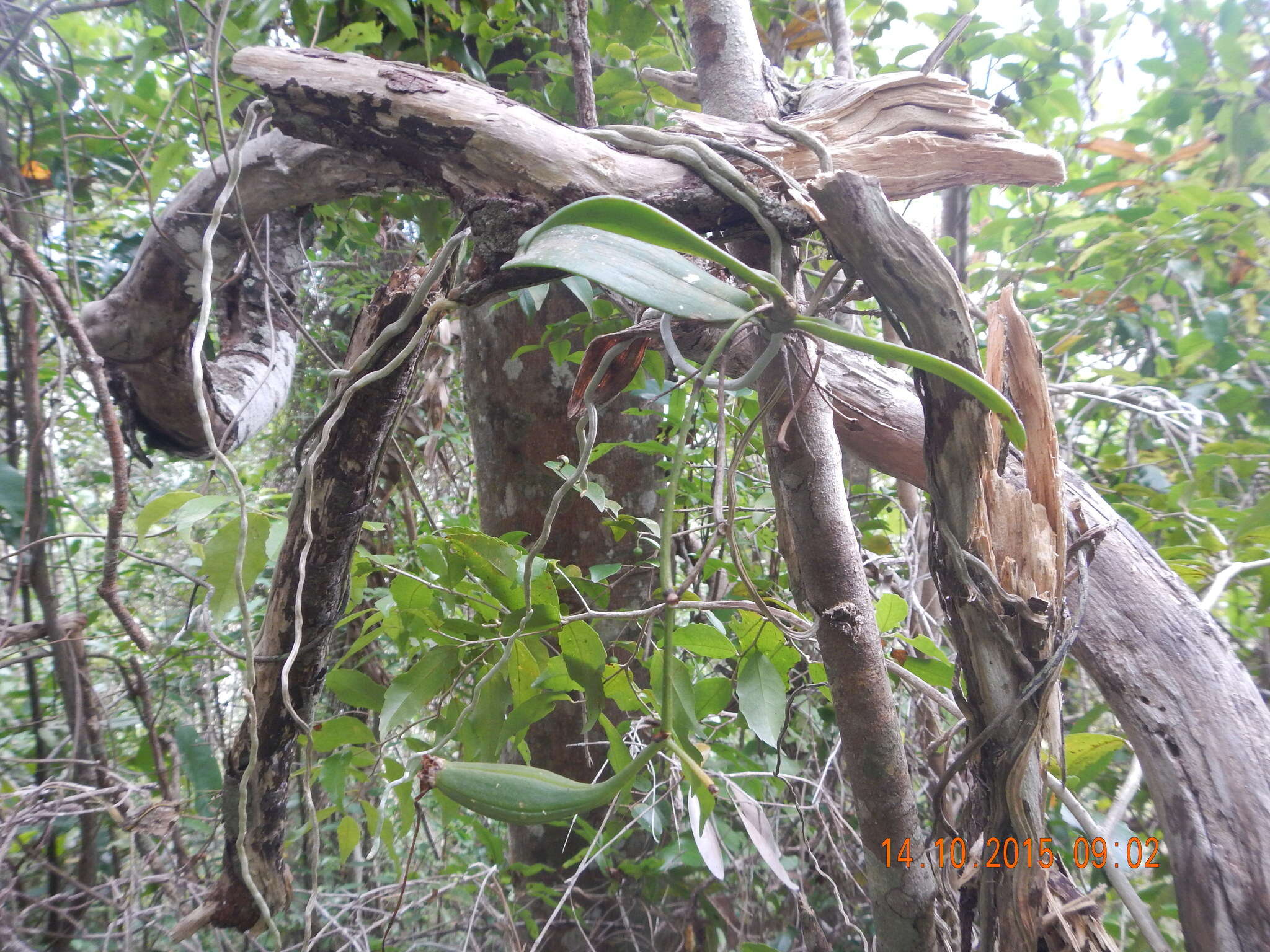 Imagem de Neobathiea grandidierana (Rchb. fil.) Garay