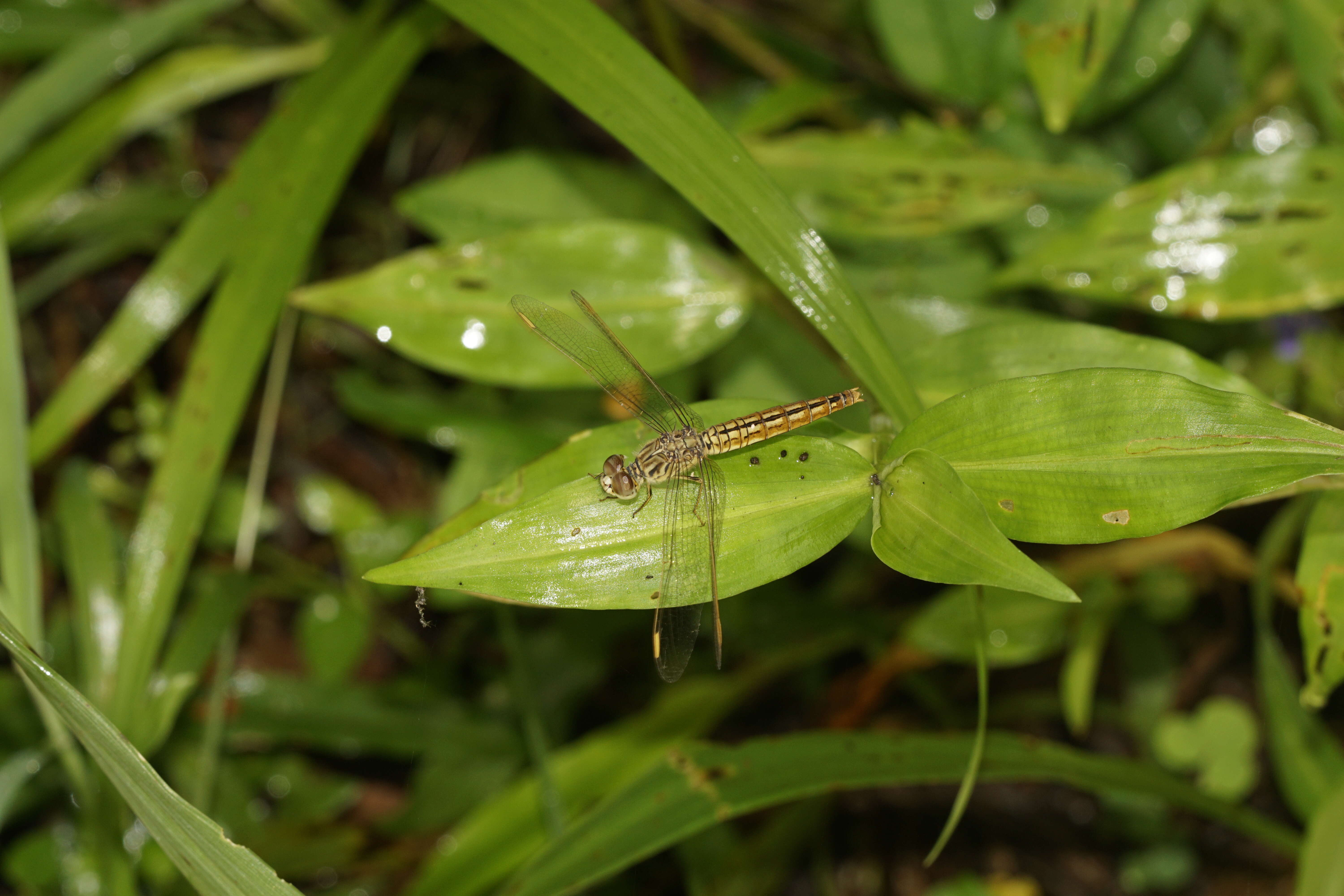 Image of Ditch Jewel