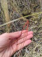 Image of Carex punicea K. A. Ford