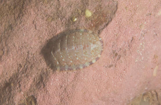 Image of lined red chiton