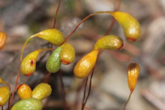 Image of Cord Moss