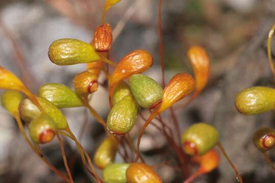 Image of Cord Moss