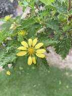 Lecocarpus darwinii H. Adsersen resmi