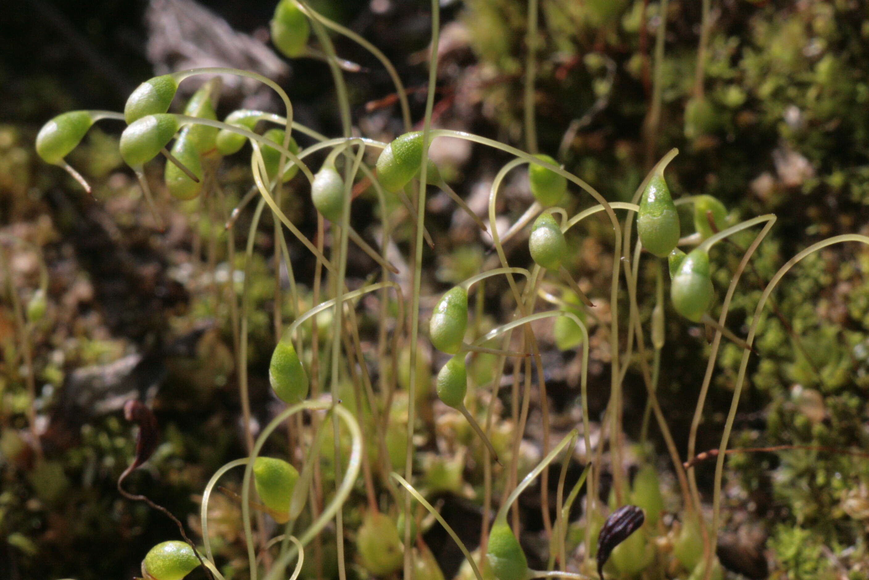 Image of Cord Moss